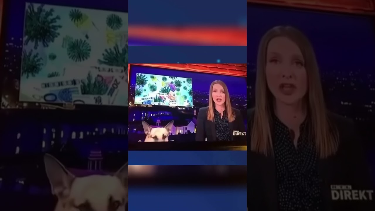 Top 10 Video of Funny Dogs That Interrupt a News Caster 😆😆😆 ##funnydogs #newscaster