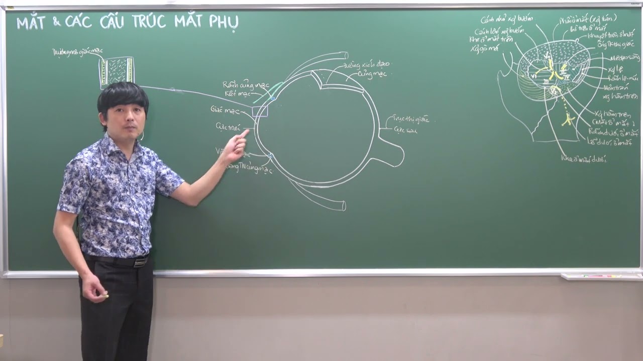 ĐẦU-MẶT-CỔ: NHÃN CẦU - (2) ÁO XƠ