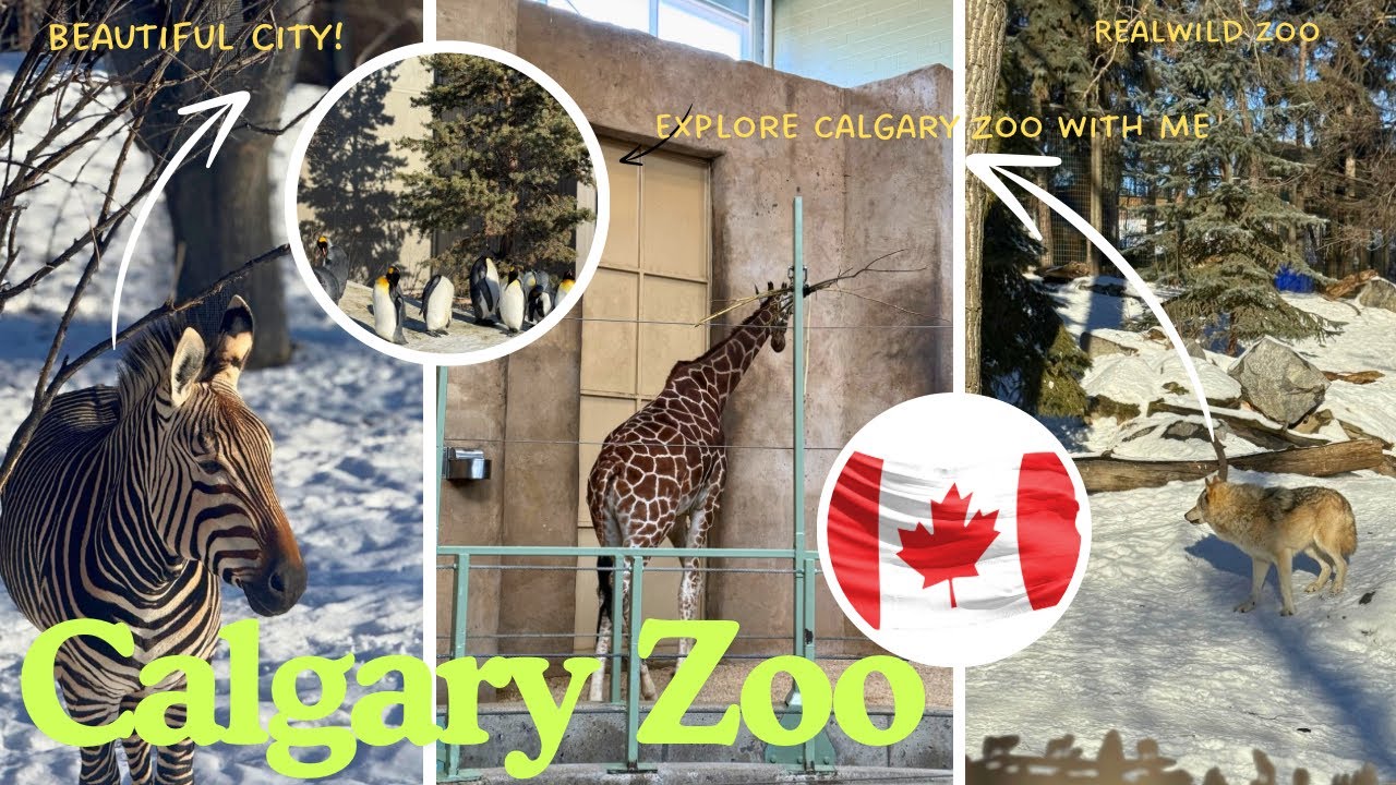 Exploring Calgary Zoo🐾🥰#2026 