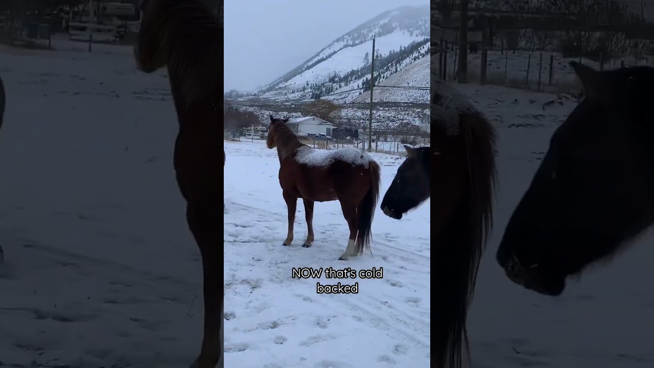 Brrrr now that&rsquo;s cold backed #canadianwinters #camilleshorses