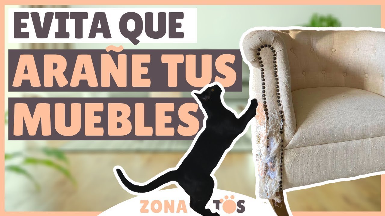 Cómo EVITAR que tu gato ARAÑE LOS MUEBLES