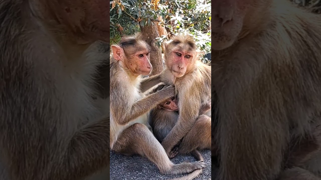 Monkey's Family Love ❤️💕🐵 