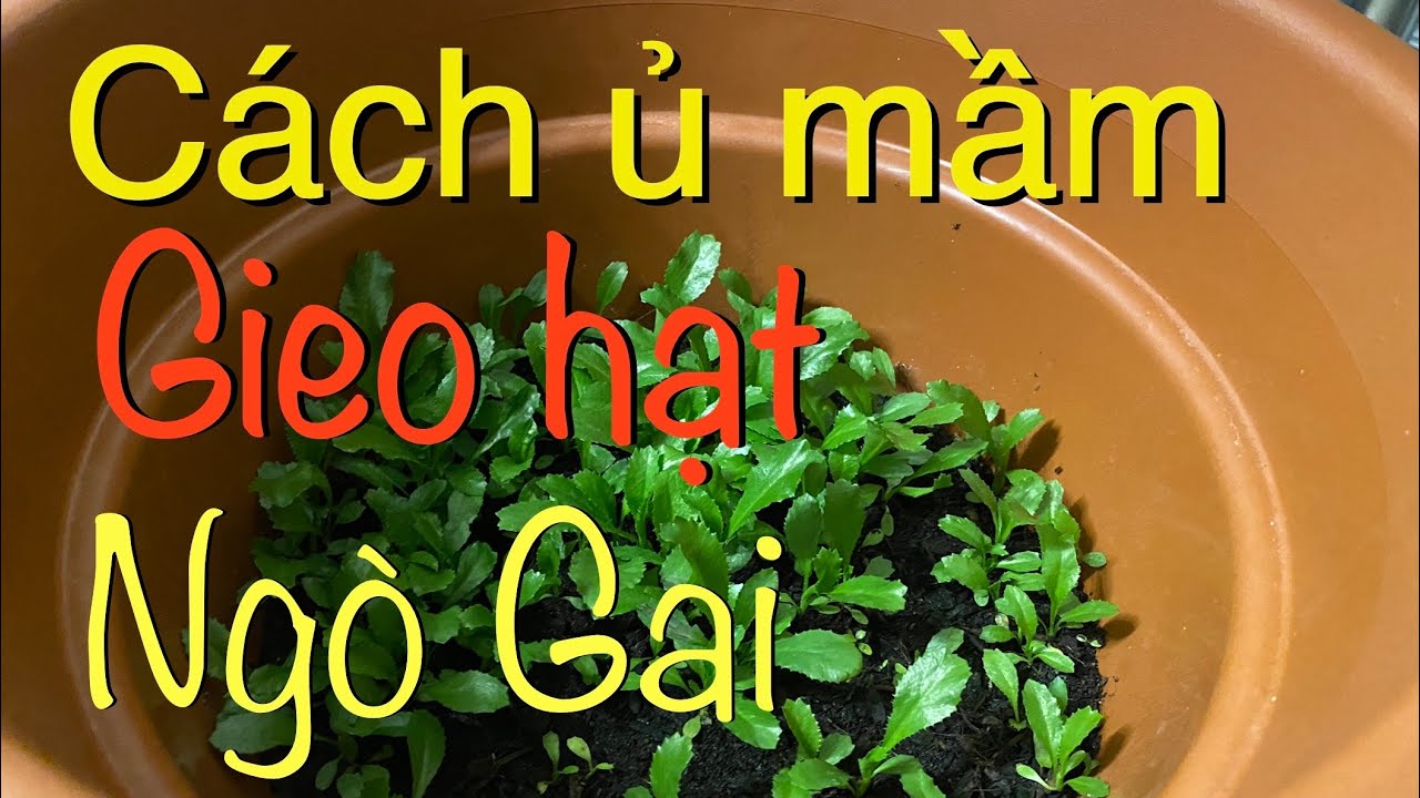 #129.Cách ủ mầm gieo hạt NGÒ GAI ( mùi tầu) 100% hiệu quả lên cực nhanh.