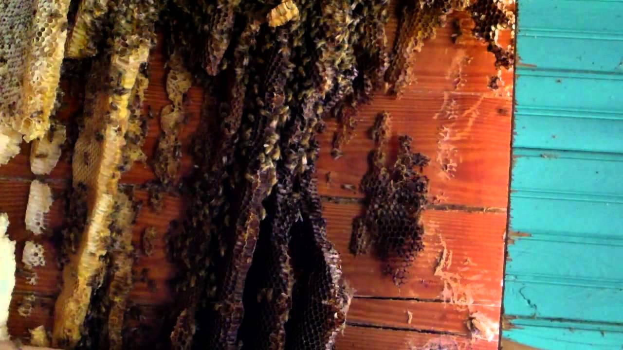 Storage House Honey Bee Hive