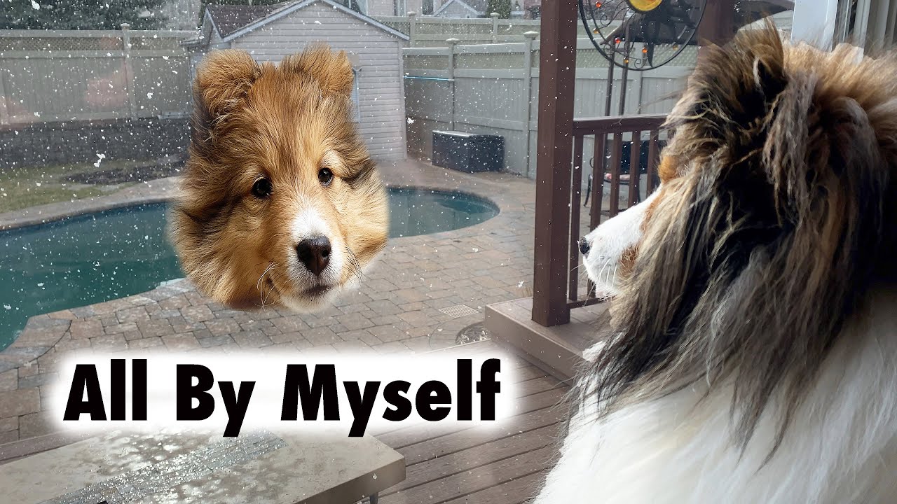 Celine Dion - All By Myself Parody (Shetland Sheepdog puppy) Cricket the sheltie Chronicles e031