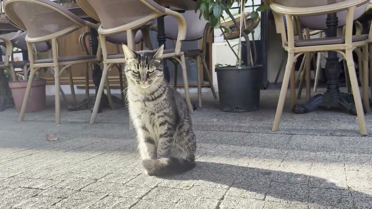 シェヒット・レジェプ・コチュ大通りにいたキジトラ猫さん2  #ビュユクアダ島