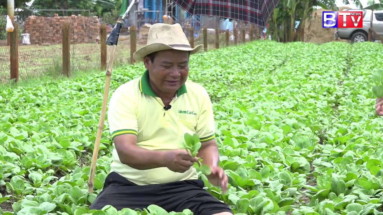 Agriculture/កសិកម្ម : ដំណាំស្ពៃតឿ / Bok Choy Ep.02/3