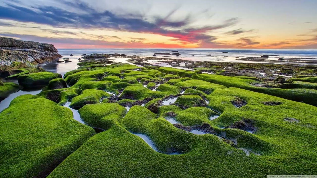 Tužna su zelena polja