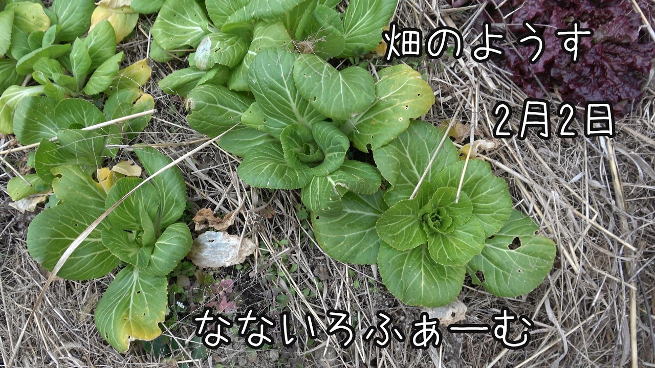 自然農　ニ、ホ畑のようす　2026年2月2日