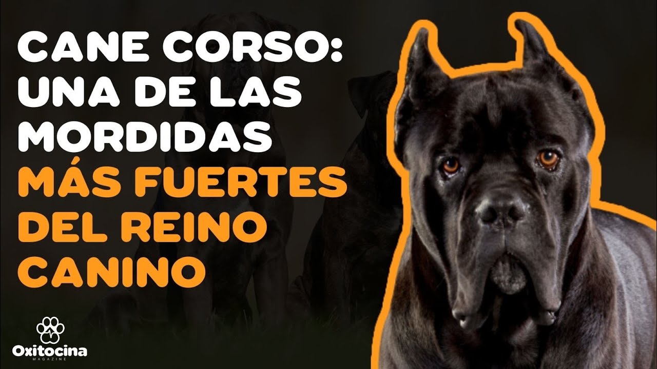 CANE CORSO (MAST&Iacute;N ITALIANO): 9 COSAS que debes saber
