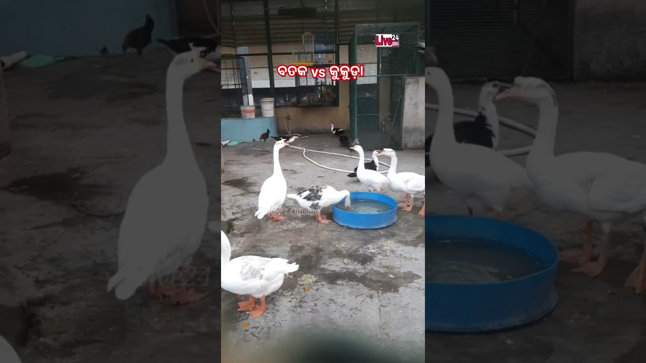 animal lover #live24odisha #animals #live24 #liveodishanews
