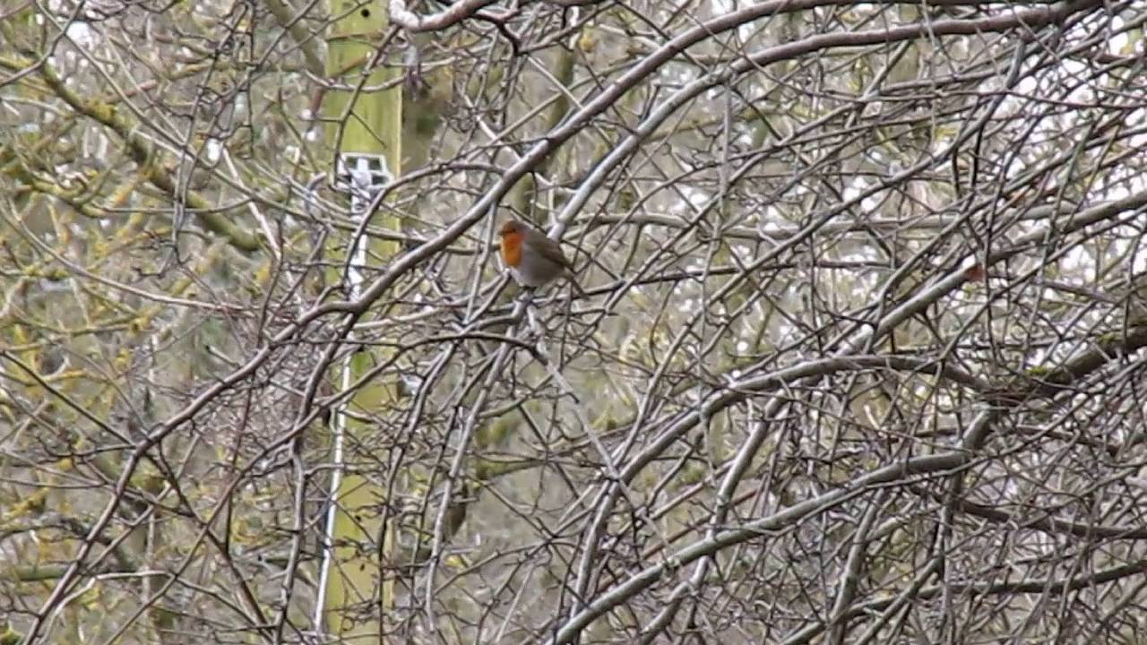 Robin Red Breast Singing