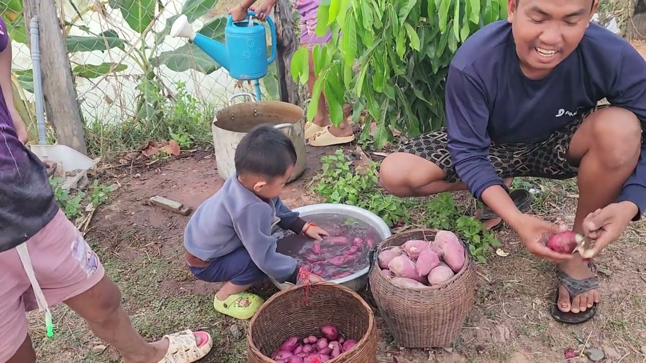 ช่วยกัน ล้างมัน​สรุบขุดมันรอบนี้ได้มัน20กว่า โล​