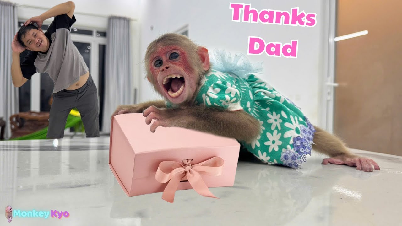 Midnight Surprise! Monkey Kyo is overjoyed to receive a precious gift!