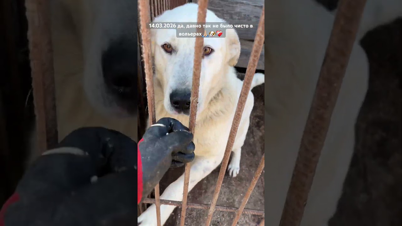 Спасибо всем кто поддерживает приютских собачек&hellip;🙏🏼🐶🤗