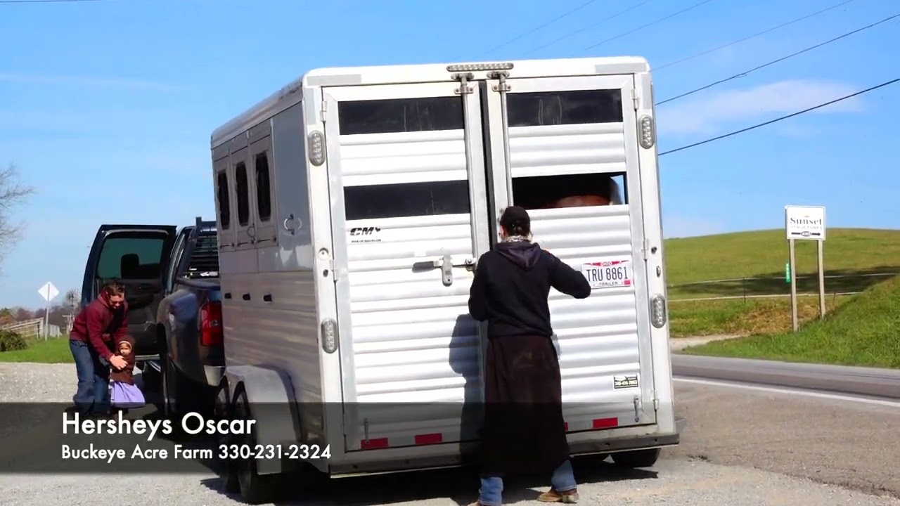 SOLD~~Hershey's Oscar~ Presented by Buckeye Acre Farm
