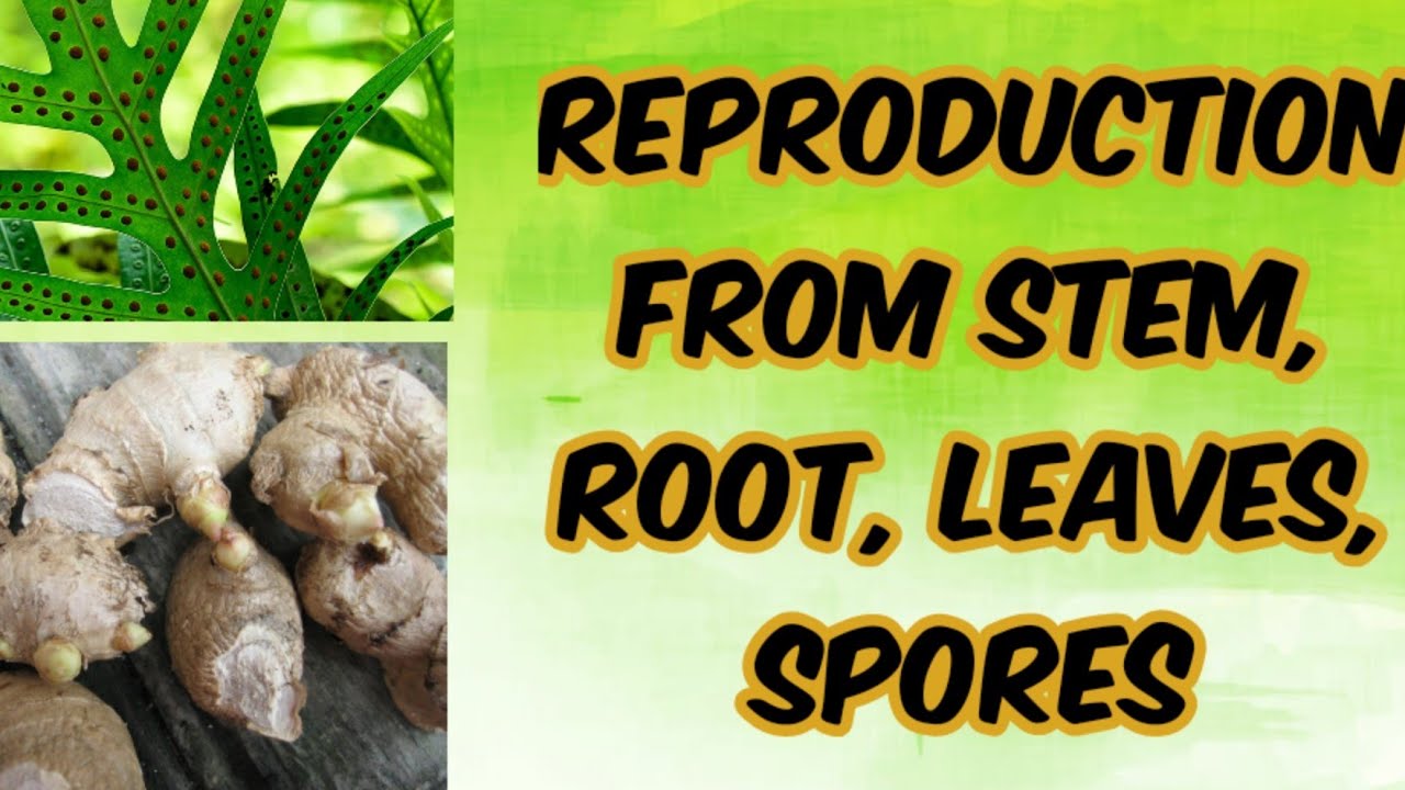Reproduction from Stem, Root, Leaves, Spores