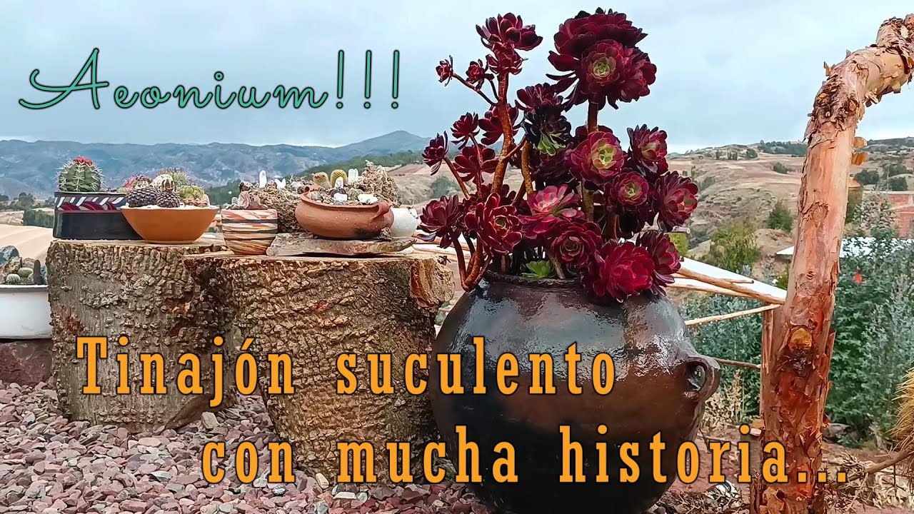 Aeuniums en una maceta con mucha historia suculenta #aeonium #suculentas #historia #tradiciones