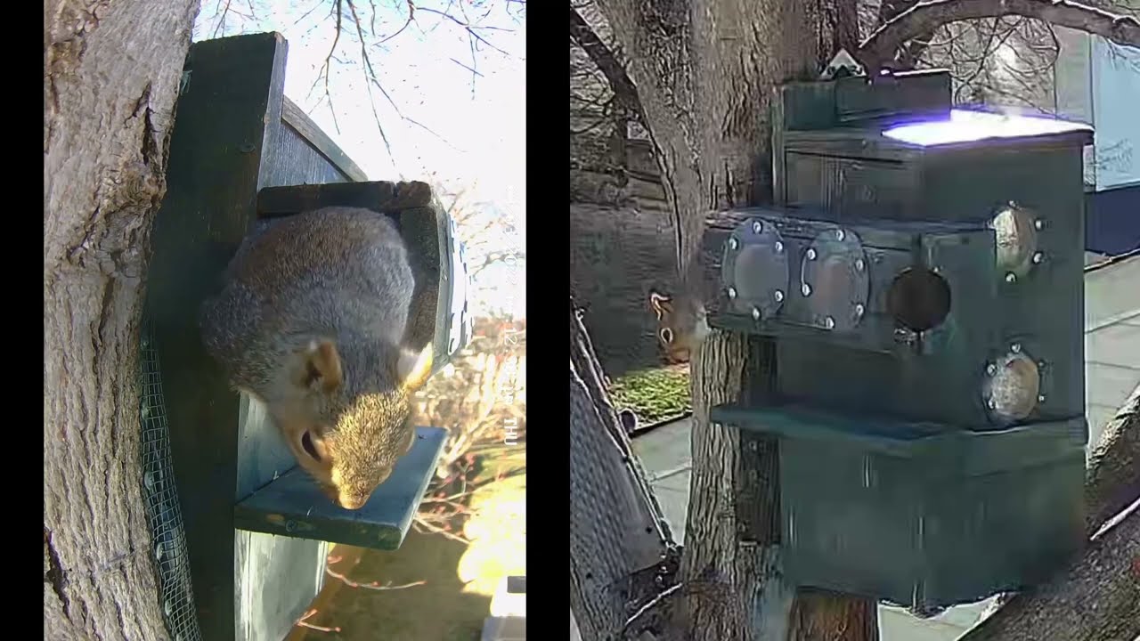 Newcomer squirrel reacts to intruding bird