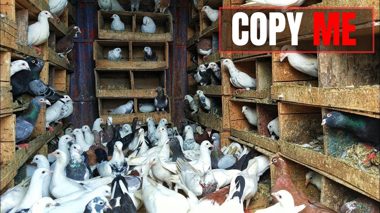 Raising organic pigeons as POULTRY BUSINESS from feeding cleaning and raising baby pigeons