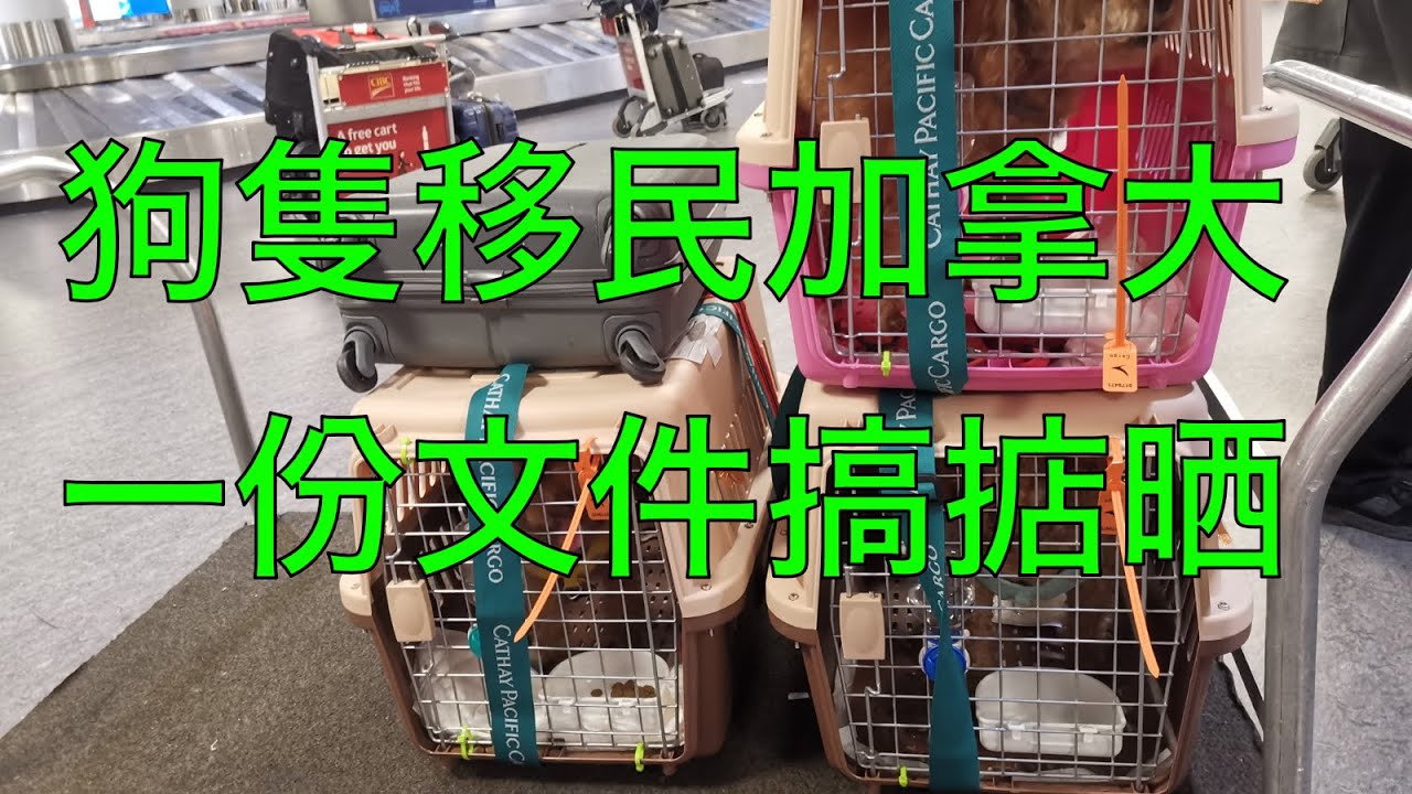 狗隻移民加拿大,只需一份文件