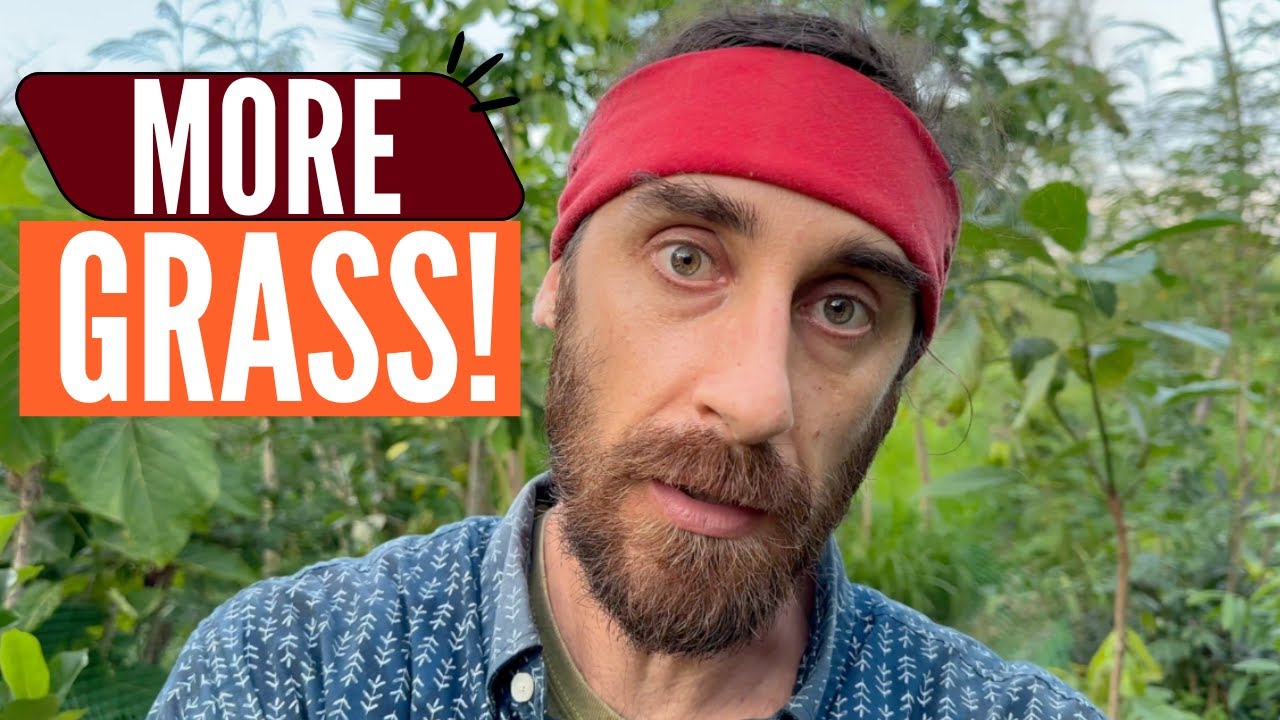QUICK GUIDE: MOMBASA GRASS ESTABLISH
