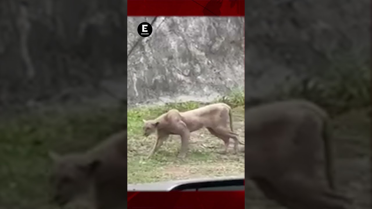 Puma visto en Nuevo Le&oacute;n fue captado devorando su primera v&iacute;ctima