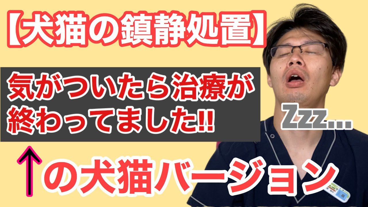 動物のためを思った処置でもあります！犬猫の鎮静処置についてのお話【小動物獣医師のお話 Vol.69】