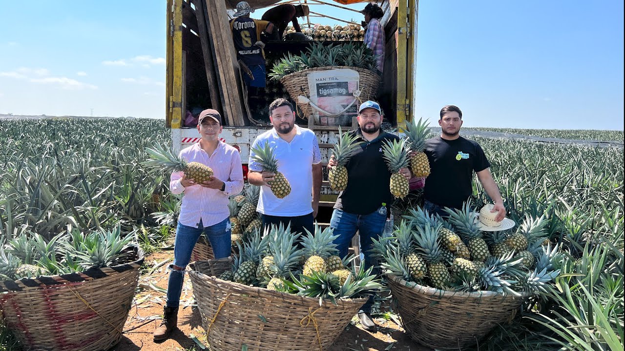 16 meses para comer una piña | Se siembran 43 mil plantas por hectárea para cosechar 80 toneladas