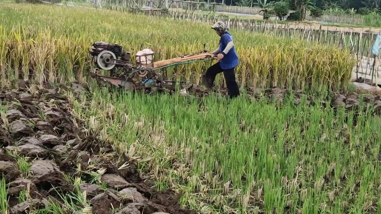 SMART FARMING TECHNIQUE: EFFORTLESS RICE FIELD PLOWING WITH MODERN MACHINES - Agriculture Farming