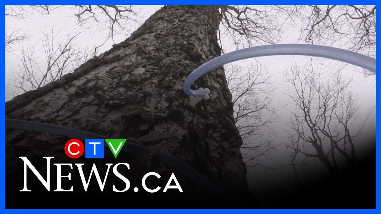 Southwestern Ontario kicks off maple syrup season