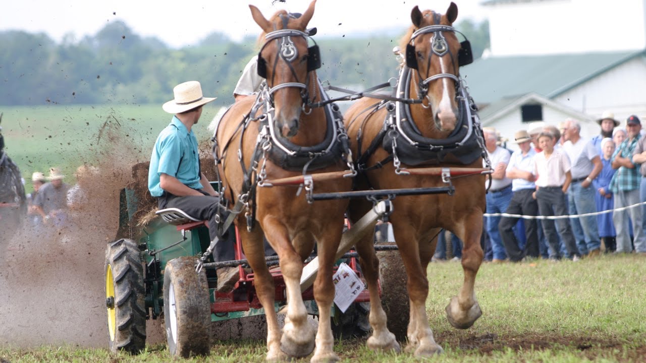 Horse Progress Days 2008 - Draft Animal Power Event