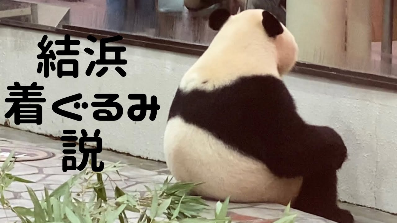 【神対応✨結浜】お客さんの前へちょこんと座ってファンサービス🎀🐼アドベンチャーワールド giantpanda