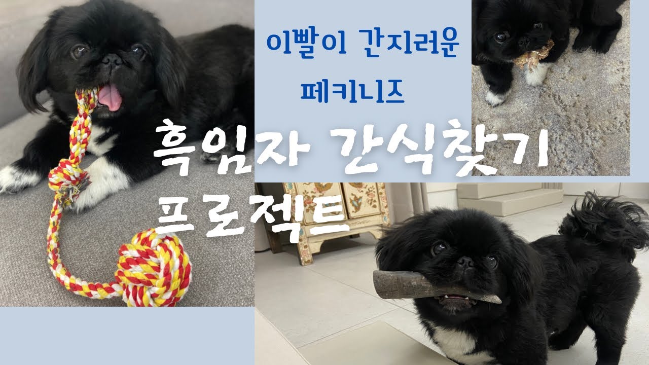7개월 흑임자의 간식찾기 | 이빨이 나서 간지럽데요 | 내돈내산 오래먹는 간식찾기 | 애견브이로그 | 블랙페키니즈