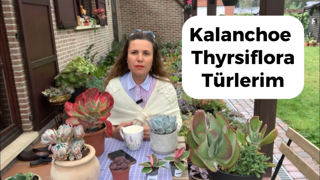 KALANCHOE THYRSIFLORA TÜRLERİM ve BAHÇEDE SUKULENT BAKIMI #flowers #succulents #kalanchoes #kalanşo