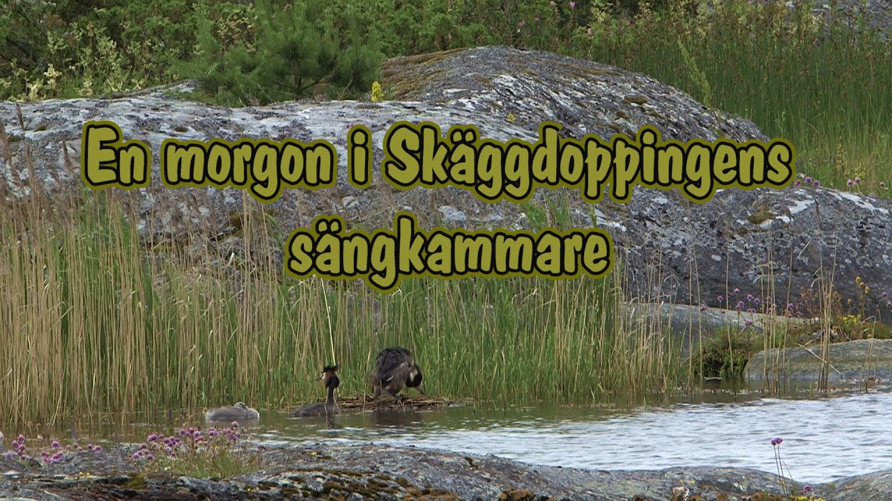 En morgon i skäggdoppingens sängkammare