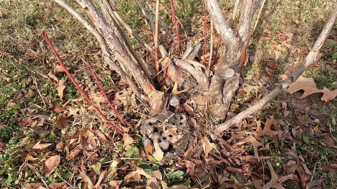 Bloir Family Farm 2026 Blueberry Pruning