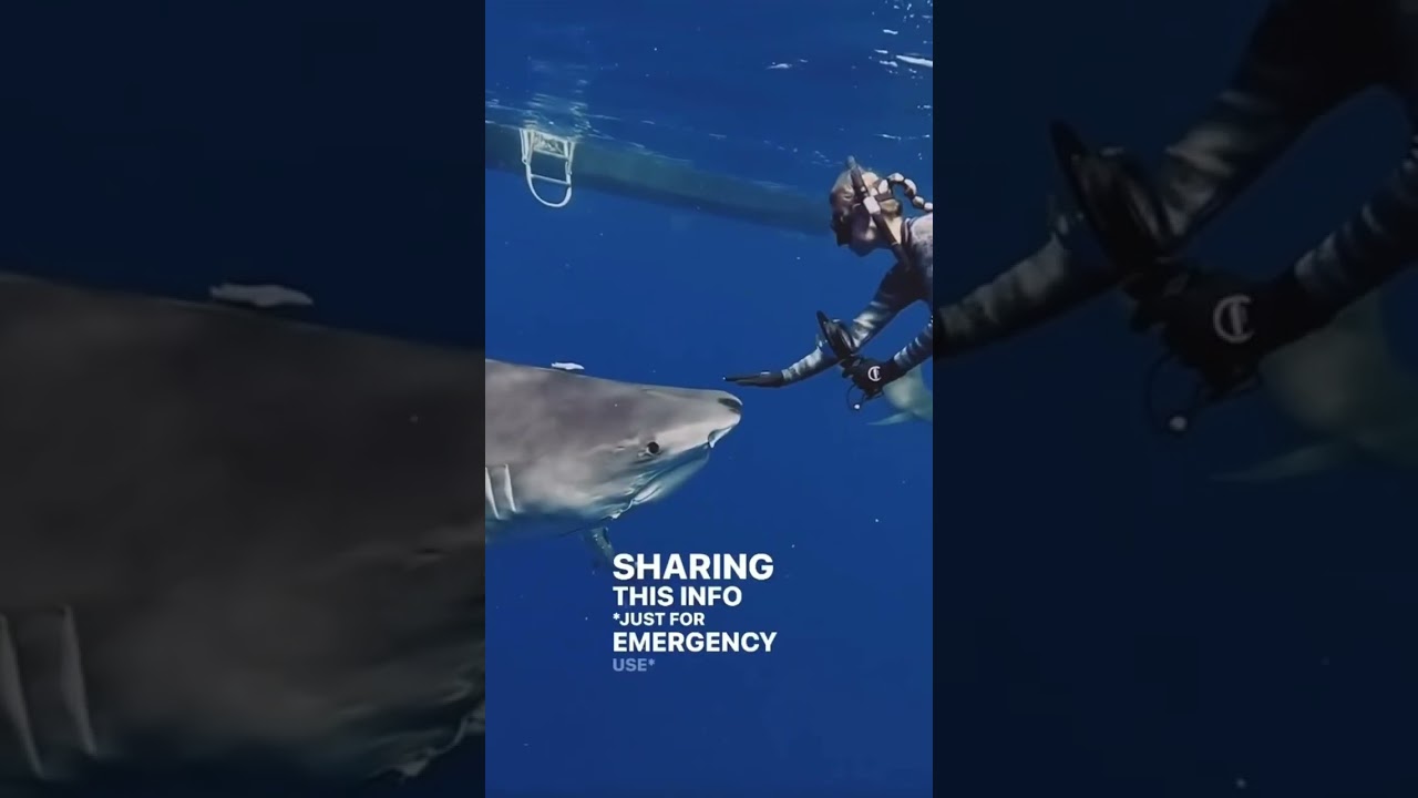 How to redirect a large shark #SharkDiving #Safety #Education #Sharks #a