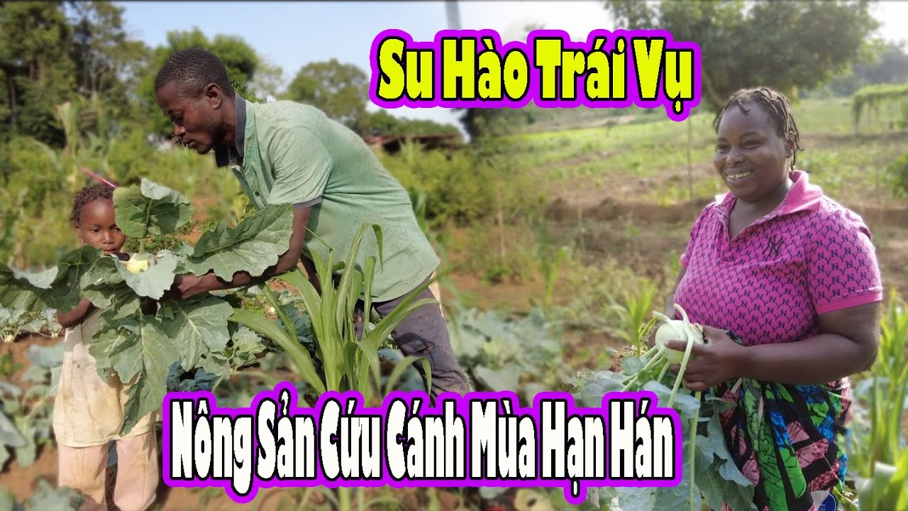 Lúa Nương bắt đầu chết vì hạn hán|| Vợ chồng Antonio vẫn có Su hào nuôi sống gia đình|| 2Q Vlogs