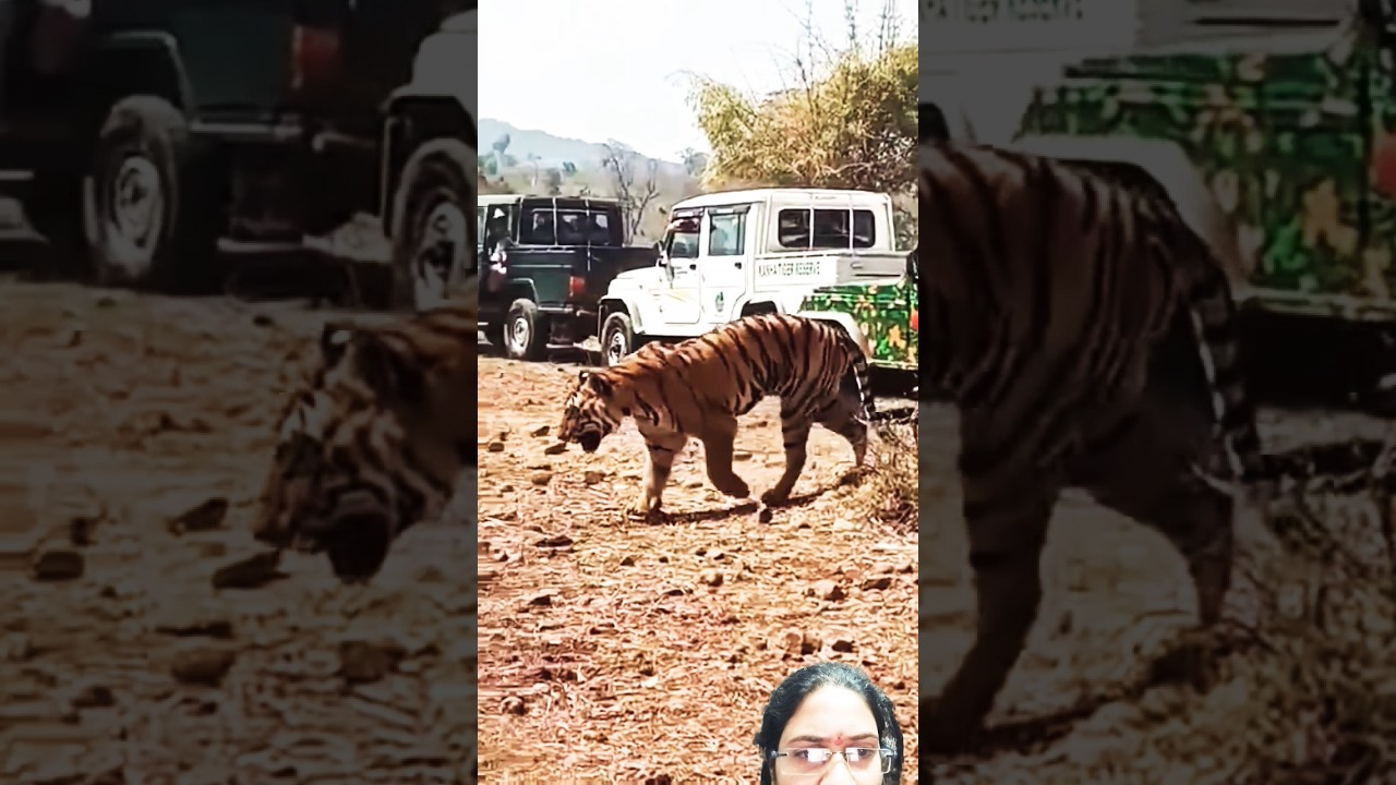 Deadly Tiger Rescue Operation in kanha #shorts #joju_wildjunket #tiger #rescue