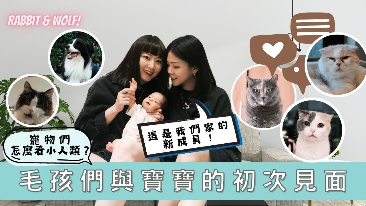 毛孩與寶寶初見面｜竟然要處心積慮騙狗｜寵物反應超意外｜兔女狼