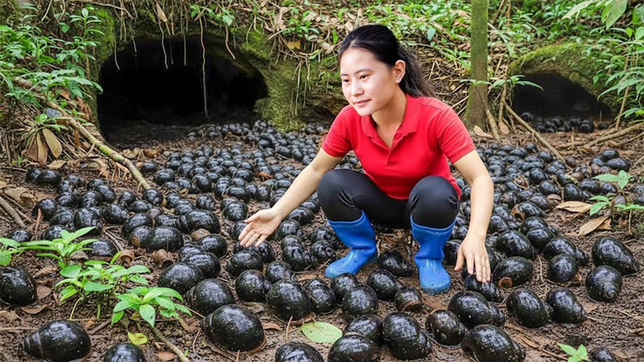 Harvesting Hundreds of Giant Snails in the Swamp & Goes to Market Sell – Living in the Dense Forest