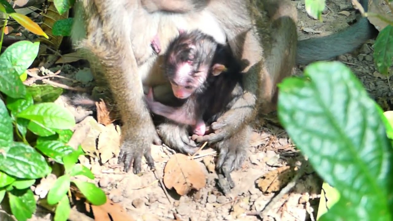 Jinx monkey and her baby walk passed tree for leaf medicine