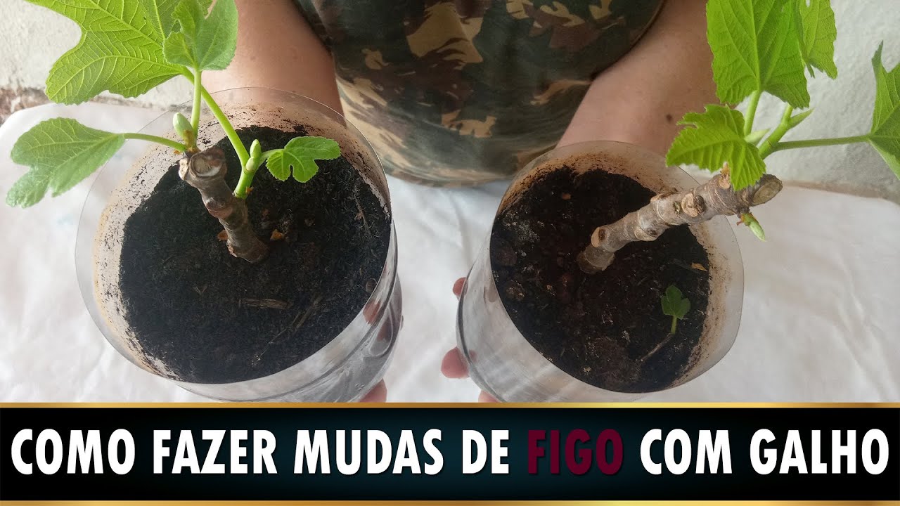 Como Fazer Muda de FIGO sem Hormônios Enraizado