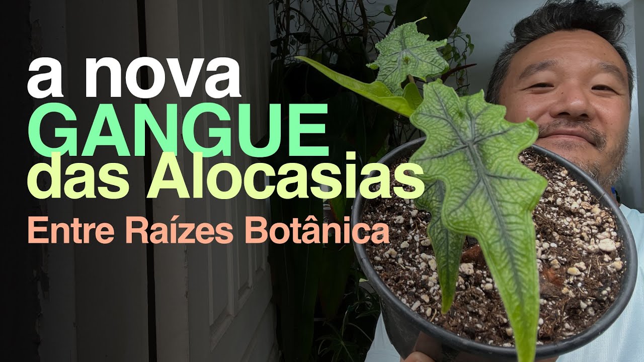 NOVA Gangue das Alocasias - Entre Raízes Botânica | Jardineiros Urbanos por Flay