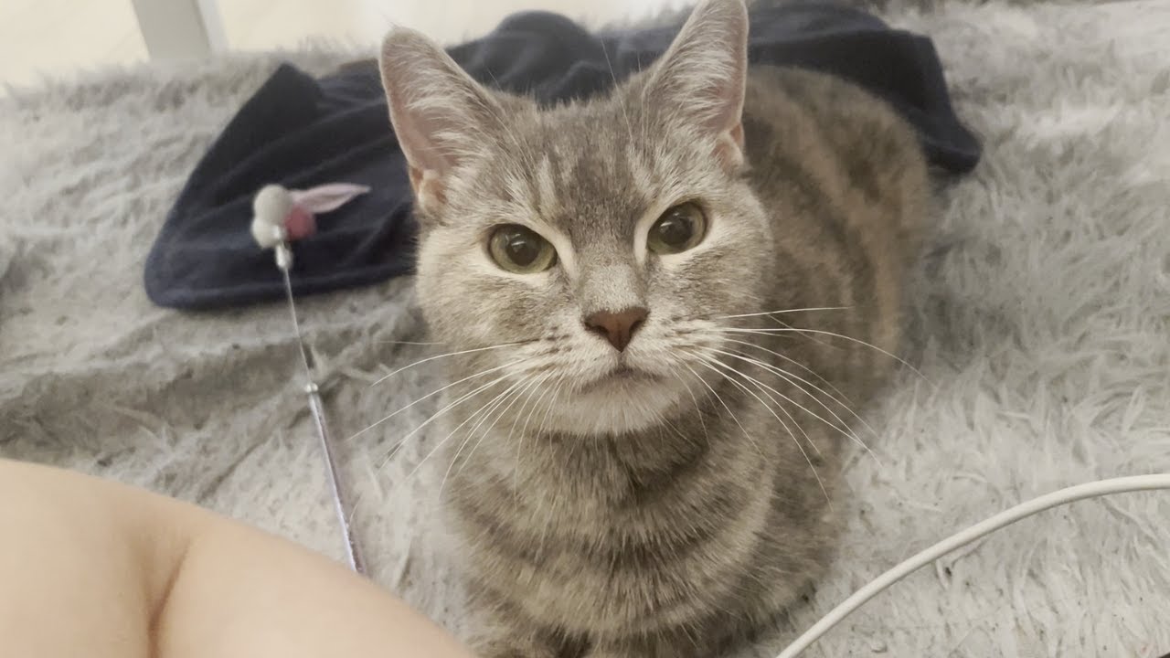 夏に全然動かない猫はこちらです