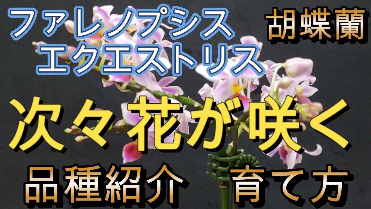 【次々花が咲いてくる】蘭の審査員が解説。ファレノプシス エクエストリスの品種紹介と育て方。