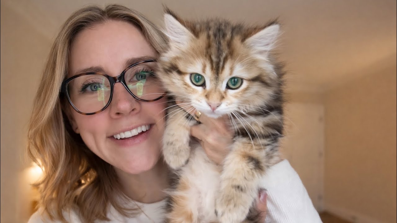 Adorable Kittens You Can’t Stop Watching 🤣❤️ | Best Funny Kittens 
