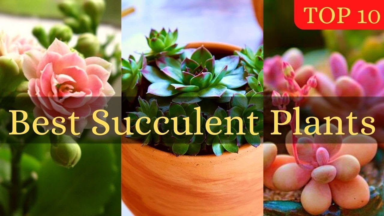 Top 10 succulents || Best succulent plants.