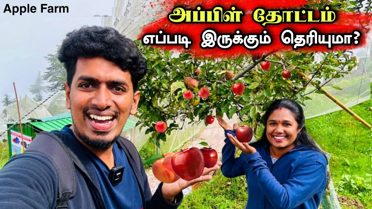 இந்தியாவில் கோடி ரூபாய் லாபம் தரும் அப்பிள் தோட்டம் 🍎😍🇮🇳 | ஆபத்தான பயணத்தை எதிர்பார்க்கவில்லை 😥🇮🇳